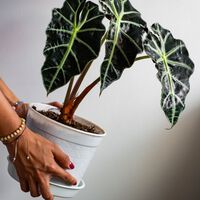¿Sol directo o sombra? El truco de los expertos para saber dónde colocar cada planta