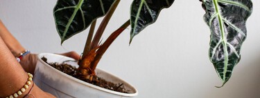 ¿Sol directo o sombra? El truco de los expertos para saber dónde colocar cada planta