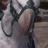 Los chocobos de Final Fantasy XVI se llaman 'caballos' en Japón y hasta en Square Enix se preguntan por qué 