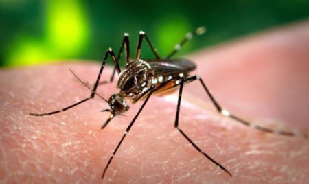 Llega una vacuna experimental 100% eficaz contra el dengue