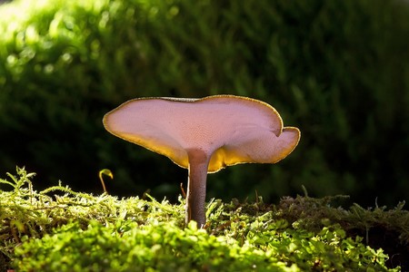 7 tipos de hongos/champiñones poderosos y sus beneficios curativos