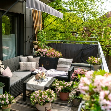 Lidl tiene la planta tropical ideal para este verano: es perfecta para balcones y terrazas y cuesta menos de 12 euros 