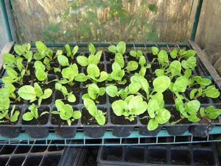 Trucos para crear un huerto en casa y tener verduras ecológicas (II). Los semilleros