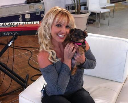La perra de Britney Spears tiene Twitter