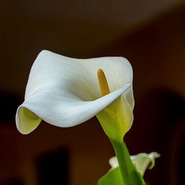 No es en la cocina ni en el baño de tu casa: este es el lugar indicado para colocar las calas, según la tradición china 