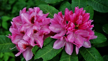Rododendro