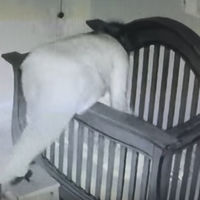 La cámara de seguridad lo grabó todo: la abuela pone a dormir al bebé y se va de cabeza dentro de la cuna