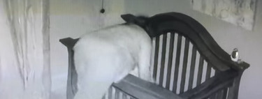 La cámara de seguridad lo grabó todo: la abuela pone a dormir al bebé y se va de cabeza dentro de la cuna