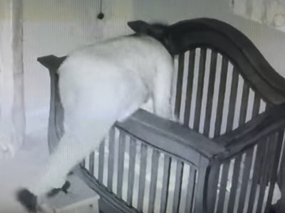 El vídeo más divertido de una abuela poniendo a dormir al bebé: se va de cabeza dentro de la cuna 