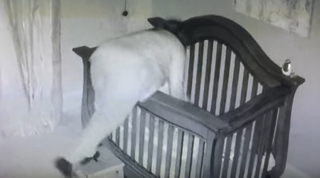 La cámara de seguridad lo grabó todo: la abuela pone a dormir al bebé y se va de cabeza dentro de la cuna