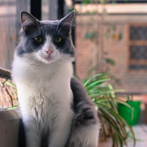 Los veterinarios coinciden: los propietarios de un gato deben tener una red en todos los balcones, terrazas y ventanas 