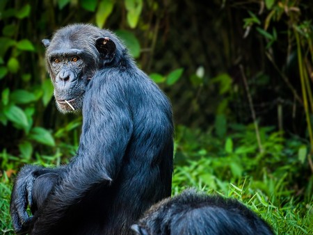 A las chimpancés no les interesan de los juegos de poder de los machos