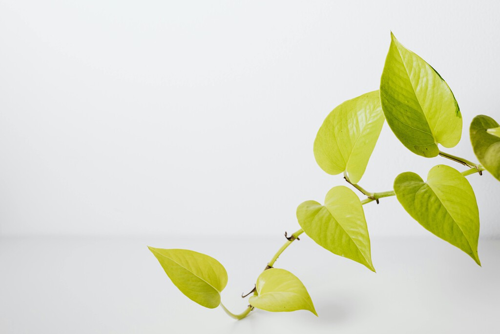 Esta es una forma creativa de colocar tu potus en agua: una planta de casa hermosa 