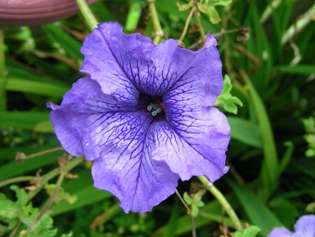 Plant Flower Purple Petal Summer Botany 1140562 Pxhere Com
