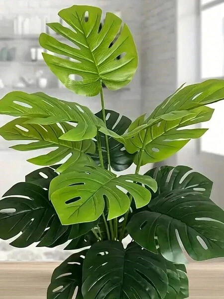Monstera