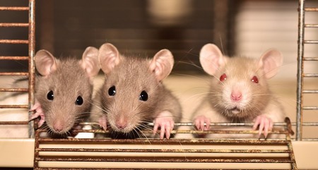 Las ratas que consumen los anticoagulantes que usamos como matarratas siguien multiplicándose y se hacen más resistentes