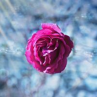 Un padre recomienda utilizar condones congelados para aliviar el dolor vaginal tras el parto