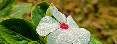 La planta perfecta para el invierno: resiste el frío, florece en sombra y apenas necesita cuidados 