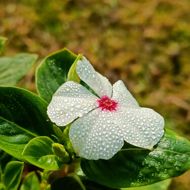 La planta perfecta para el invierno: resiste el frío, florece en sombra y apenas necesita cuidados 