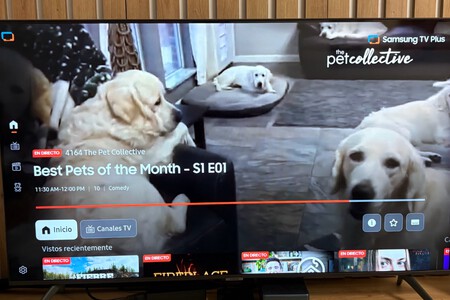 The Pet Collective