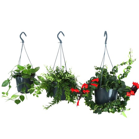 planta