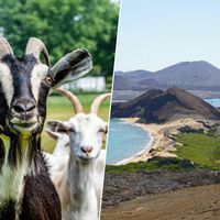 Ilhas Galápagos tinham um problema com 140 mil cabras invasoras e resolveram isso de forma inusitada: enviando mais 700 cabras 
