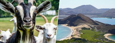 Ilhas Galápagos tinham um problema com 140 mil cabras invasoras e resolveram isso de forma inusitada: enviando mais 700 cabras 