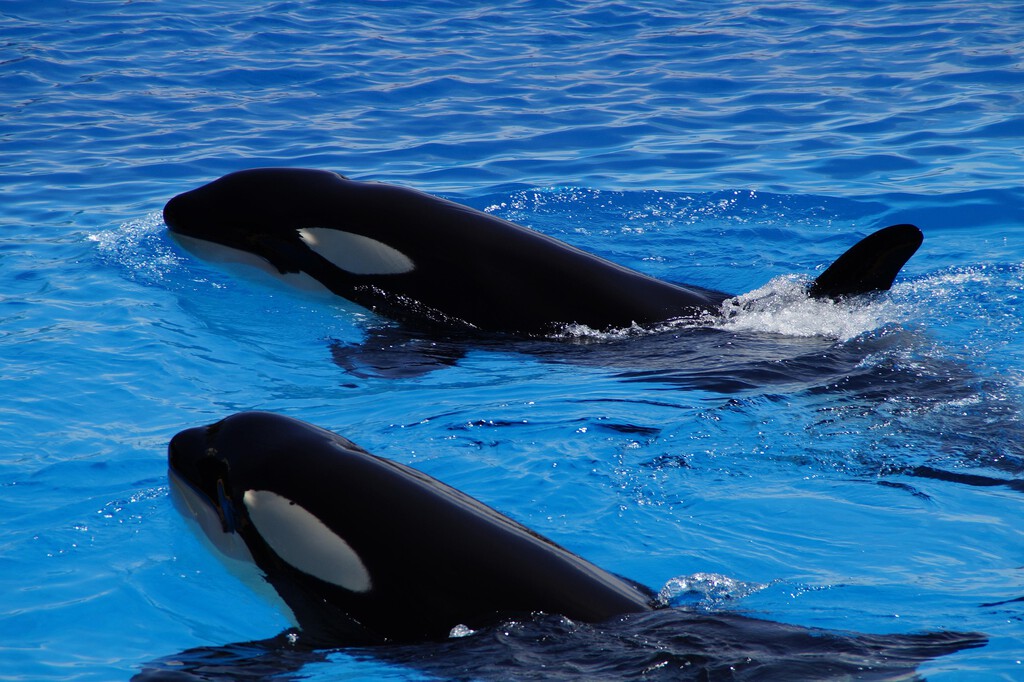Investigadores de México descubrieron un extraño comportamiento en las orcas: comparten comida con los humanos para "socializar"