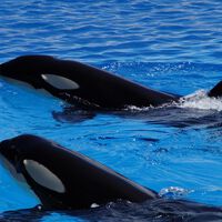 Investigadores de México descubrieron un extraño comportamiento en las orcas: comparten comida con los humanos para "socializar"