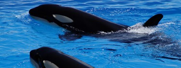 Investigadores de México descubrieron un extraño comportamiento en las orcas: comparten comida con los humanos para "socializar"