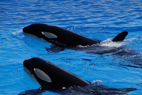 Orcas
