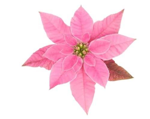 Flor Princettia Rosa - Planta Viva - Planta de Interior y Exterior