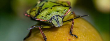 Con el frío se reactiva la presencia de chinches verdes en los hogares: así se actúa a tiempo para evitar una invasión invernal 