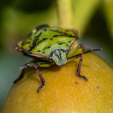 Con el frío se reactiva la presencia de chinches verdes en los hogares: así se actúa a tiempo para evitar una invasión invernal 