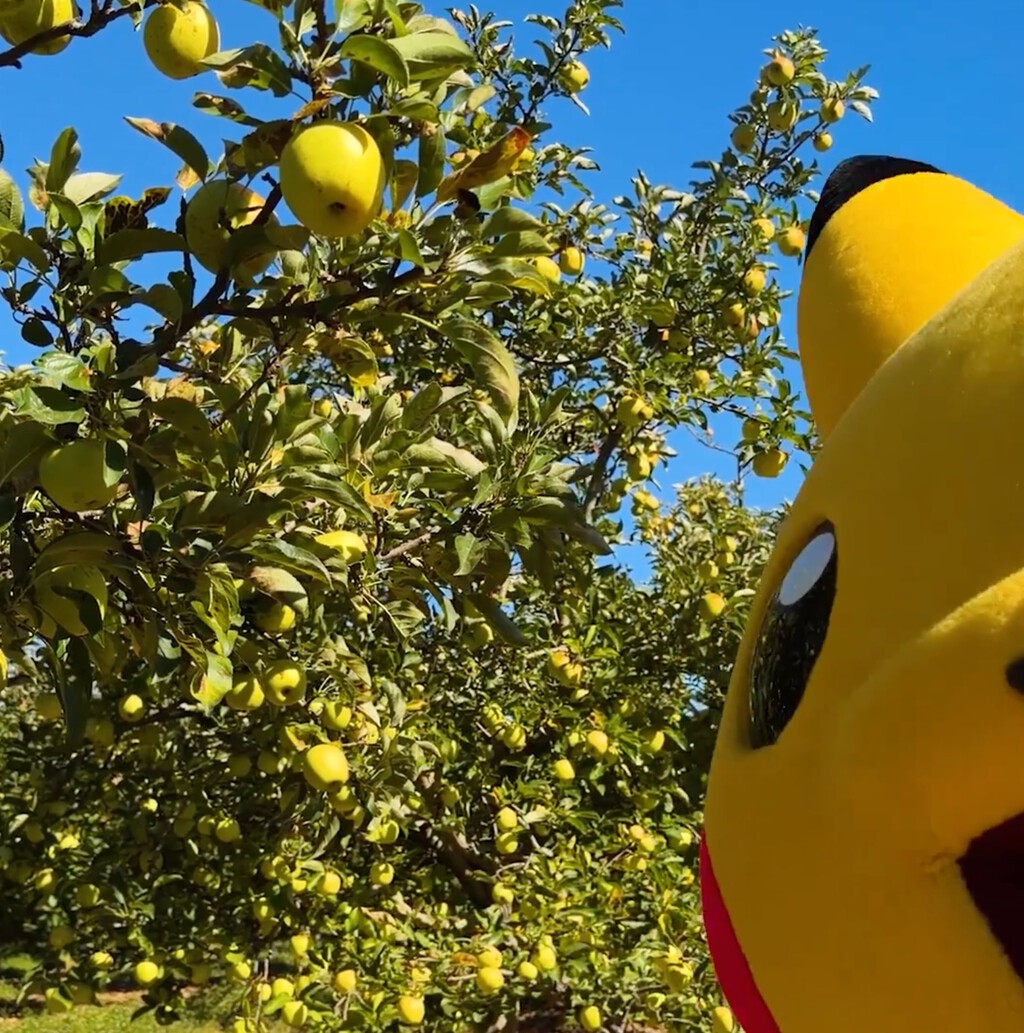 Está prohibido coger manzanas del Apple Park, pero Tim Cook ha hecho una excepción con Pikachu