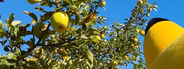 Está prohibido coger manzanas del Apple Park, pero Tim Cook ha hecho una excepción con Pikachu