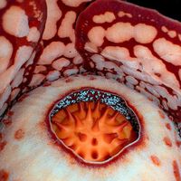 Botânico procurou por quase duas décadas uma das flores mais raras do mundo e a reação dele é fantástica: tudo sobre essa flor que é mais vista por tigres do que pessoas 