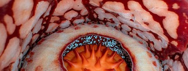 Botânico procurou por quase duas décadas uma das flores mais raras do mundo e a reação dele é fantástica: tudo sobre essa flor que é mais vista por tigres do que pessoas 