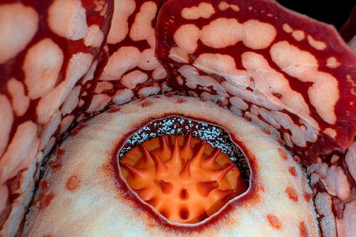 Rafflesia Hasseltii aberta. Créditos: Chris Thorogood