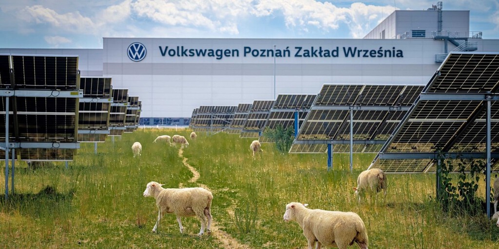 Volkswagen llevó a pastar a un ejército de ovejas bajo 31.000 placas solares. Resulta que empezó a cambiar la forma de producir energía