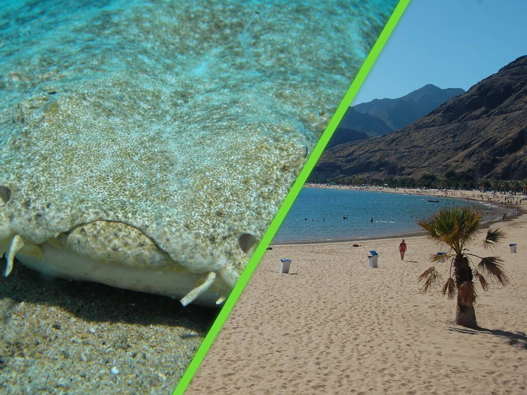 Hace 50 años crearon una playa artificial para atraer turistas y terminó siendo santuario de tiburones en peligro. Noticias en tiempo real