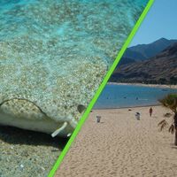 Hace 50 años crearon una playa artificial para atraer turistas y terminó siendo santuario de tiburones en peligro