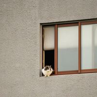 O motivo pelo qual você para e acaricia qualquer gato que cruza pelo seu caminho na rua