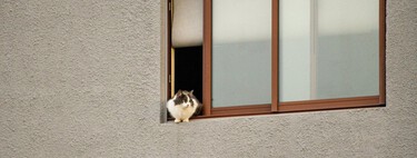 O motivo pelo qual você para e acaricia qualquer gato que cruza pelo seu caminho na rua
