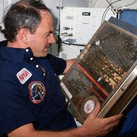 En 1984, la NASA mandó 3.301 abejas al espacio para ver si podían construir un panal sin gravedad. Lo hicieron 