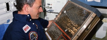 En 1984, la NASA mandó 3.301 abejas al espacio para ver si podían construir un panal sin gravedad. Lo hicieron 