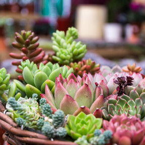 Aldi lanzará el miércoles 10 de junio unas bonitas suculentas: perfectas para los negados con las plantas y resistentes al calor 