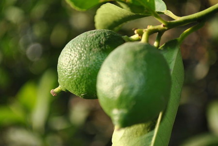 El limón, la fruta con menos calorías