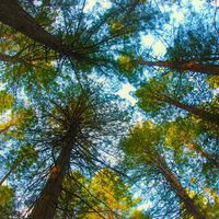 Nueva Zelanda plantó millones de pinos para salvar sus montañas. Ahora lleva 150 millones de dólares gastados para frenarlos