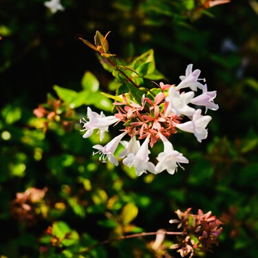 Parece una hortensia, pero florece cuando llega el otoño: el arbusto fácil de cuidar que llena de flores el jardín
